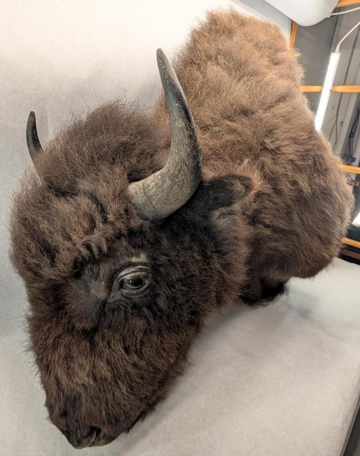 Bison Shoulder Taxidermy Mount - 7