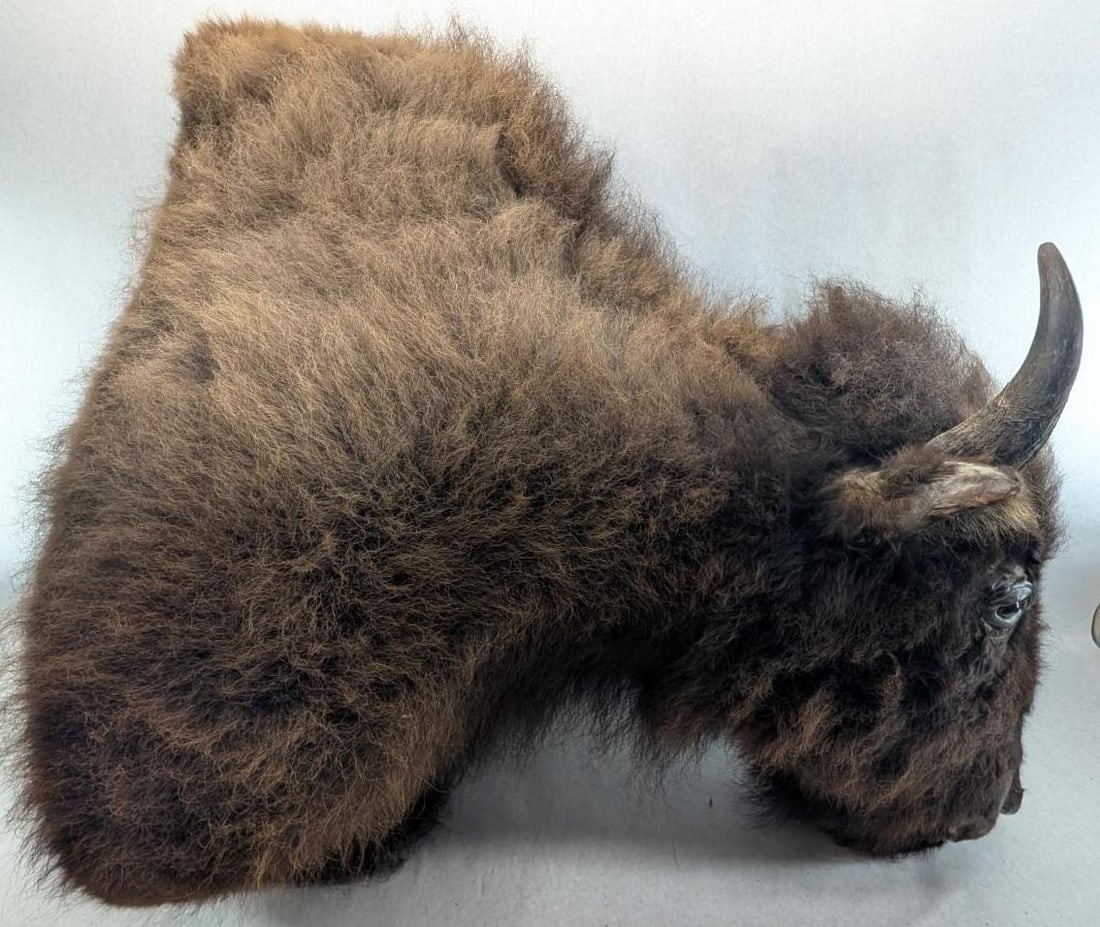 Bison Shoulder Taxidermy Mount - 9