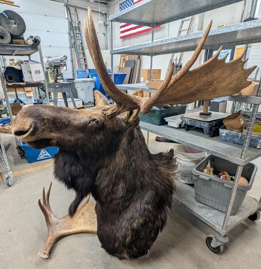 Bull Moose Shoulder Mount Taxidermy - 10