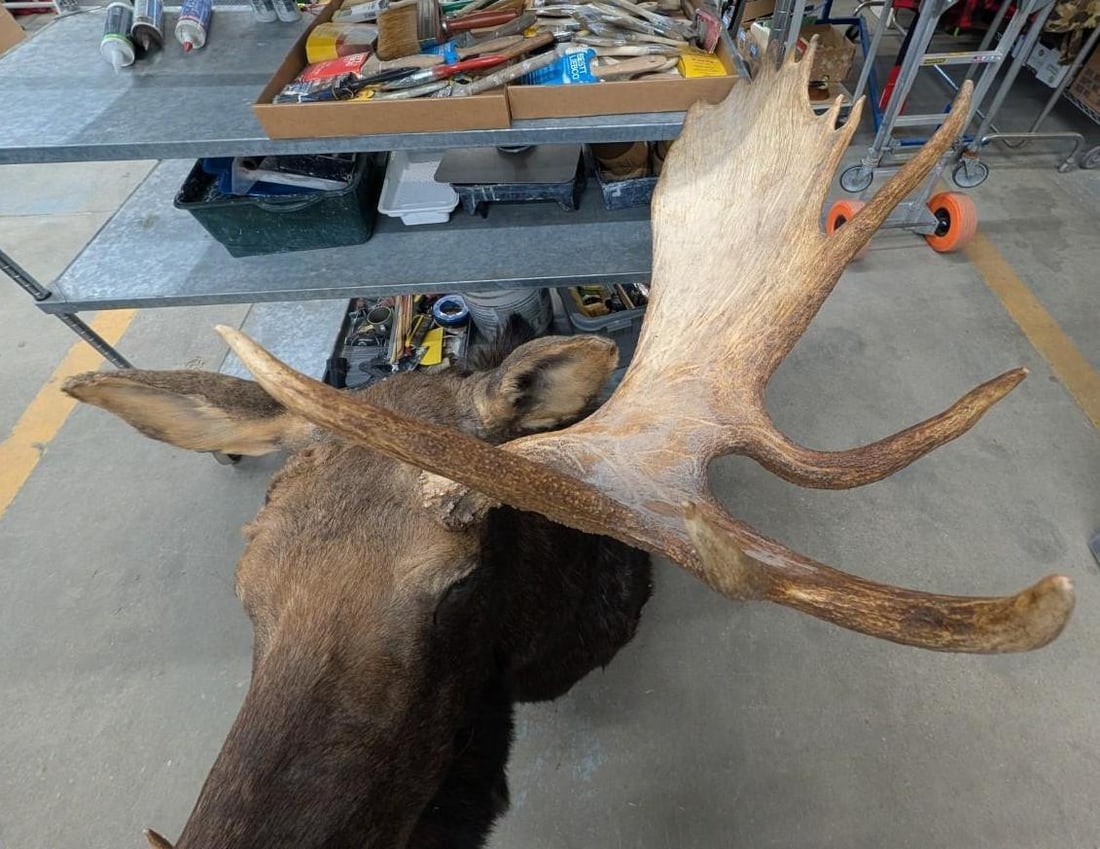 Bull Moose Shoulder Mount Taxidermy - 11