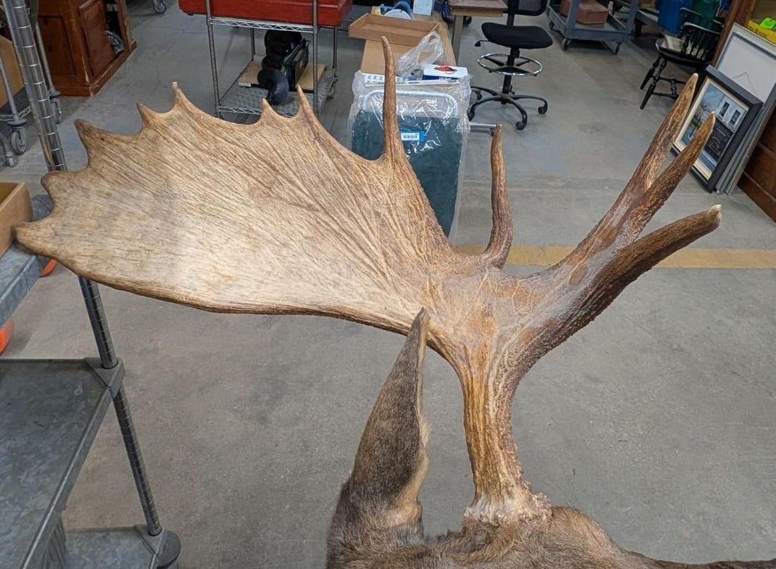 Bull Moose Shoulder Mount Taxidermy - 12