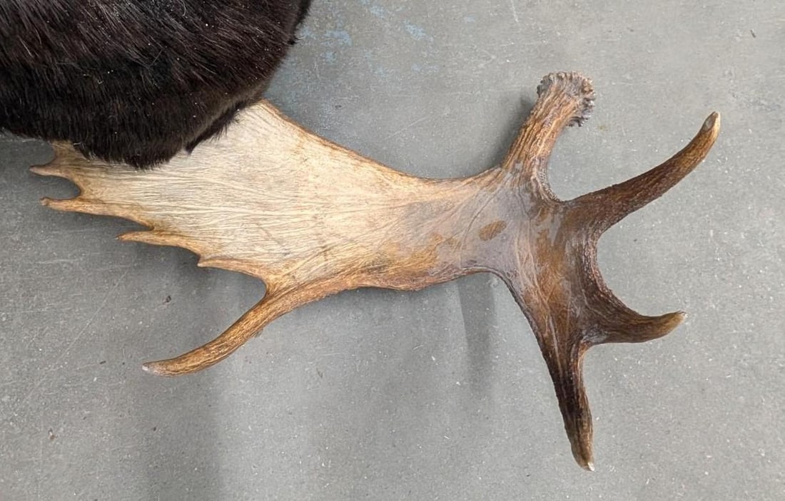 Bull Moose Shoulder Mount Taxidermy - 13