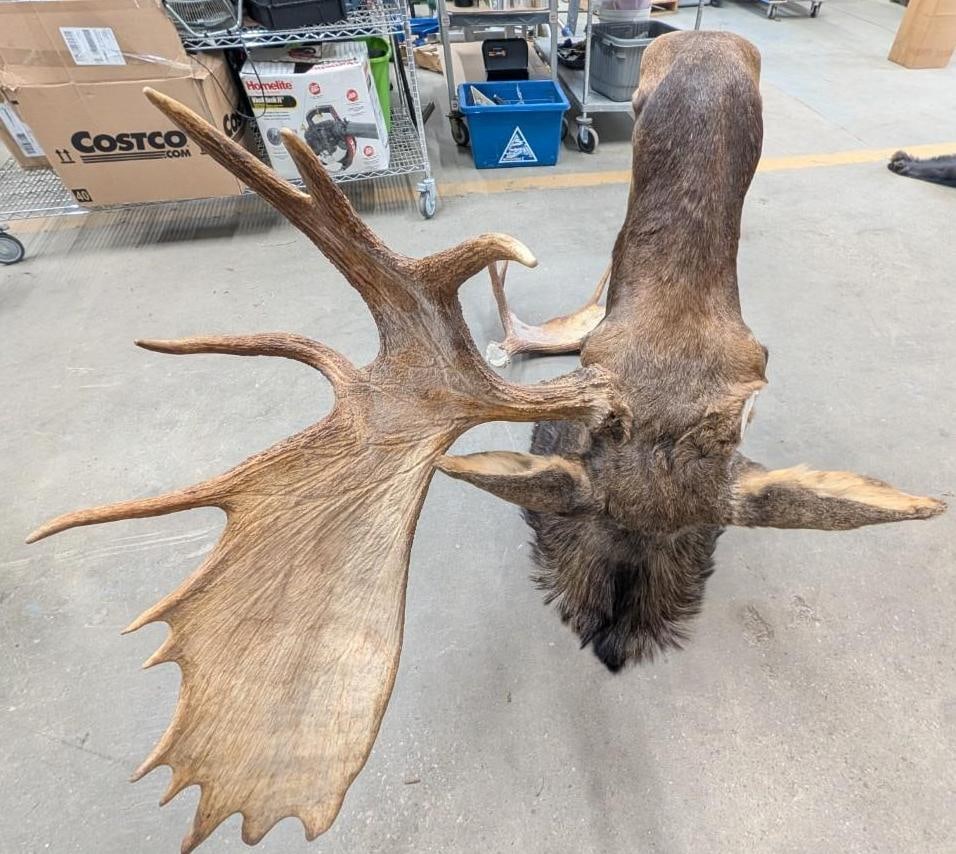 Bull Moose Shoulder Mount Taxidermy - 14