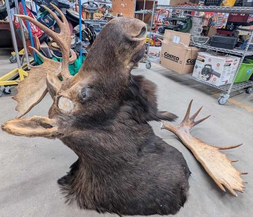 Bull Moose Shoulder Mount Taxidermy - 15
