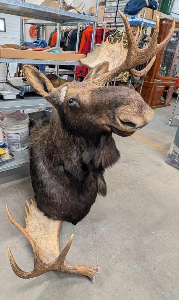 Bull Moose Shoulder Mount Taxidermy: antler span overall 51" (+/-), right antler had to be removed (brackets repaired for attic removal)