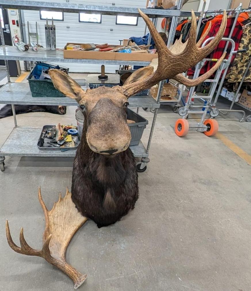 Bull Moose Shoulder Mount Taxidermy - 2