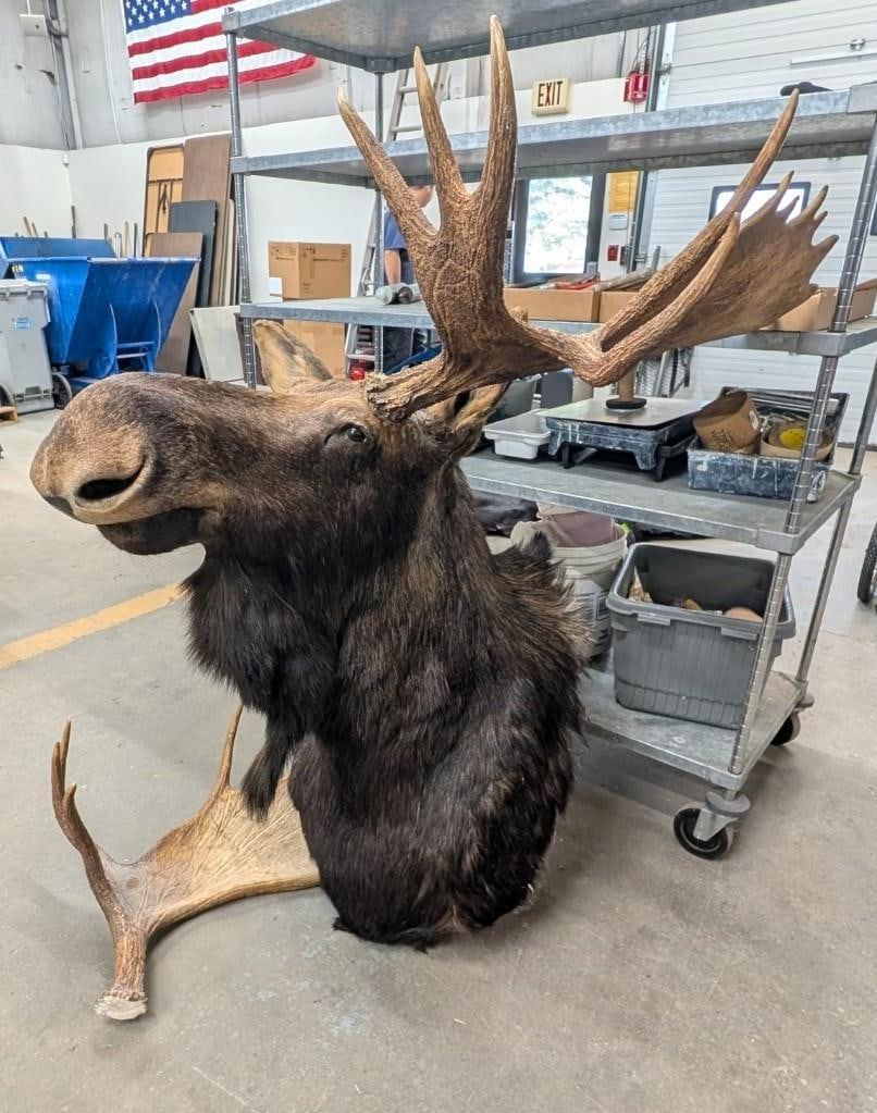 Bull Moose Shoulder Mount Taxidermy - 3
