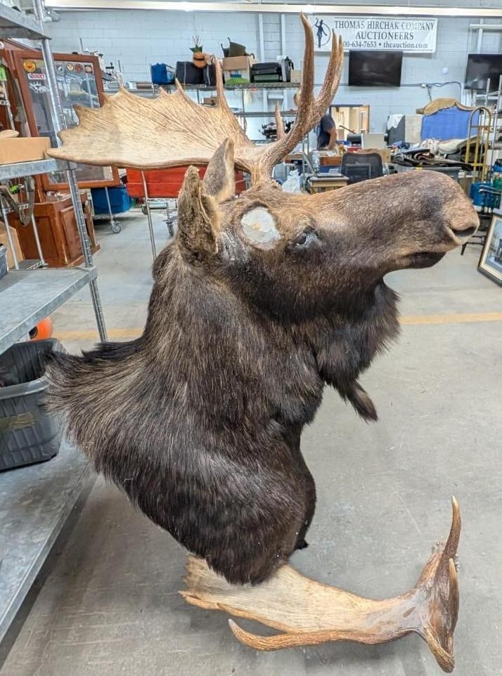 Bull Moose Shoulder Mount Taxidermy - 4