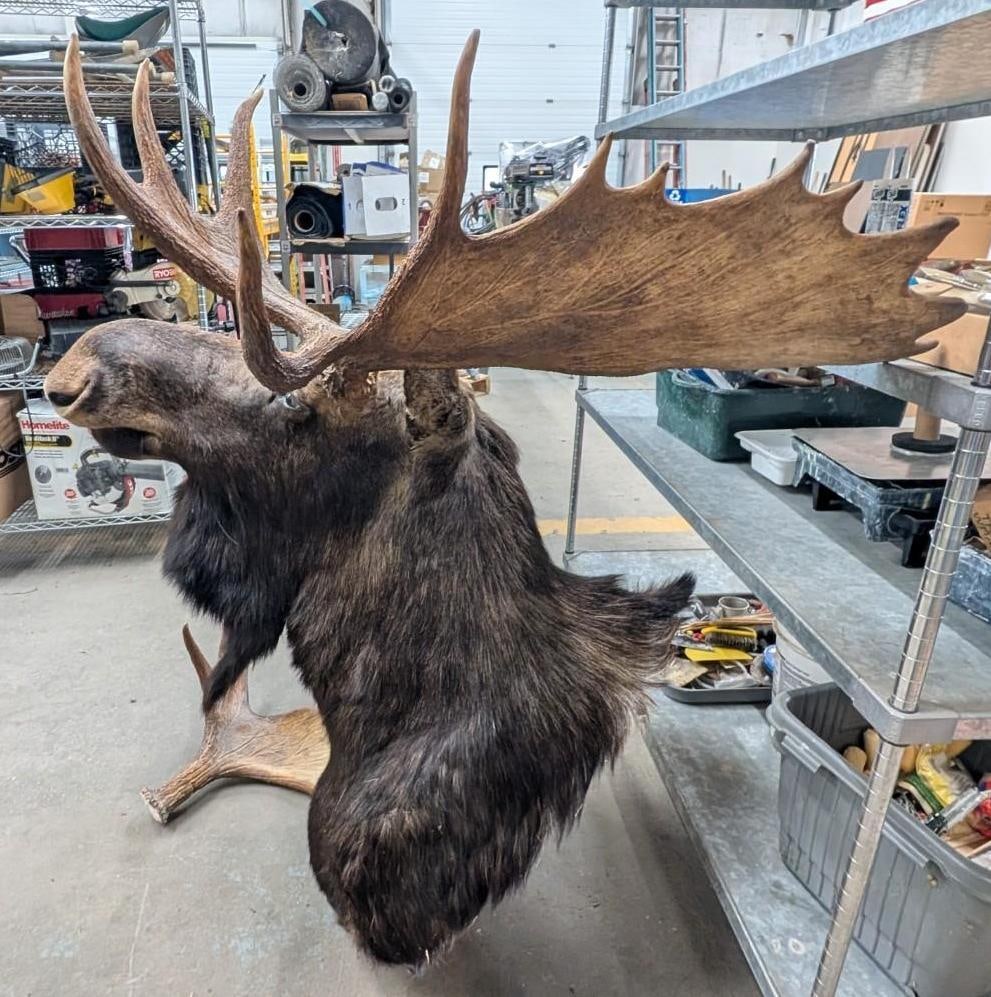 Bull Moose Shoulder Mount Taxidermy - 5