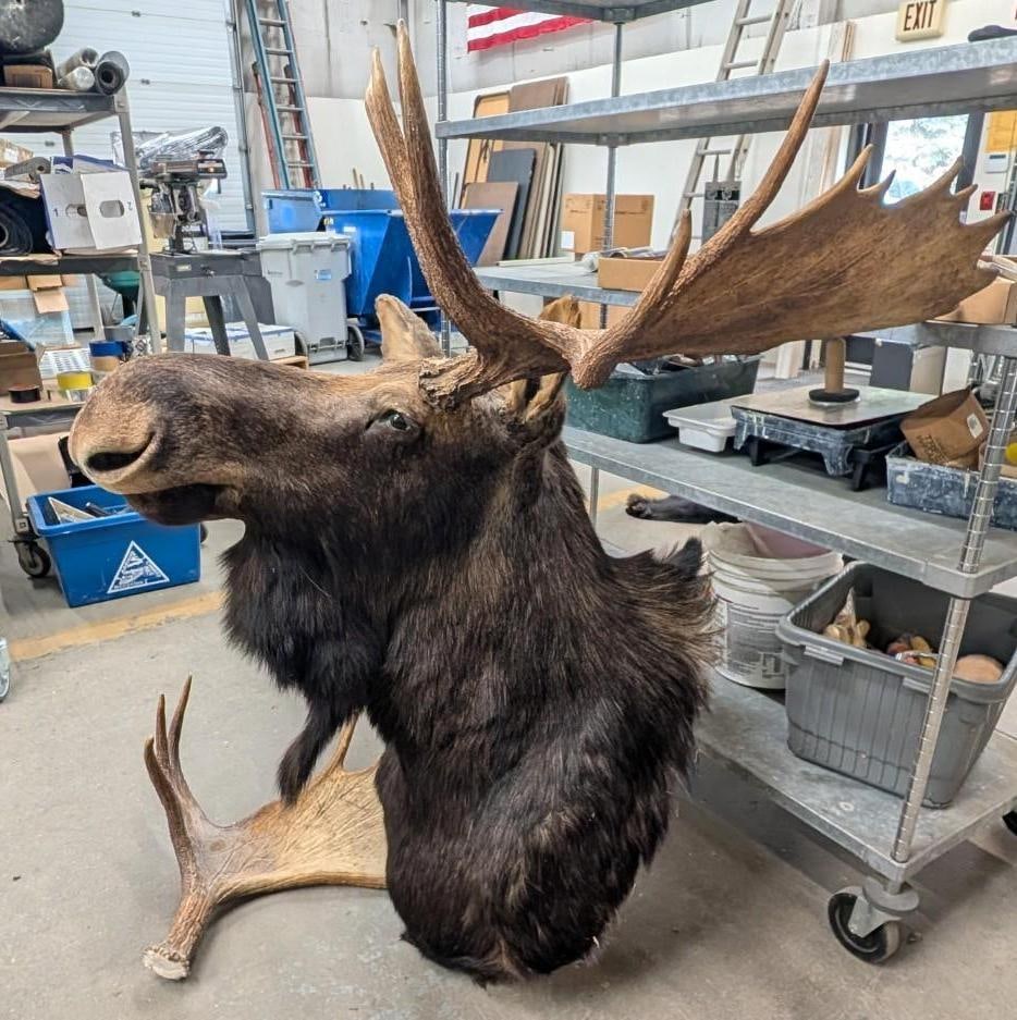 Bull Moose Shoulder Mount Taxidermy - 6
