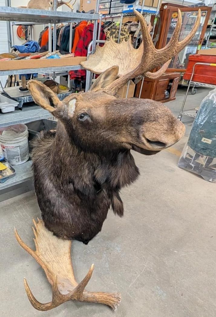 Bull Moose Shoulder Mount Taxidermy - 7