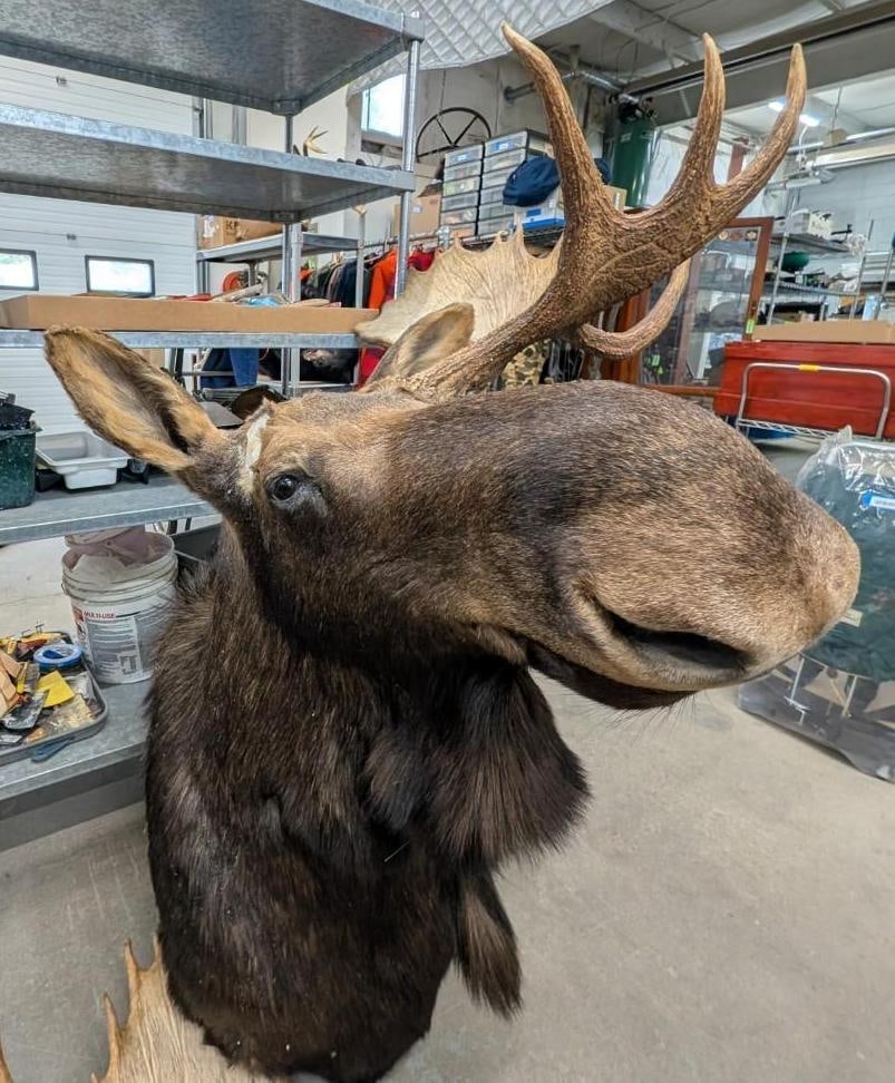 Bull Moose Shoulder Mount Taxidermy - 8