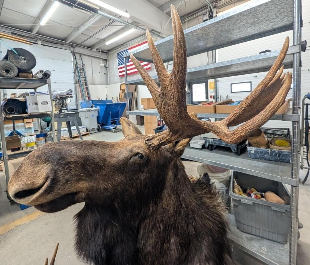 Bull Moose Shoulder Mount Taxidermy - 9
