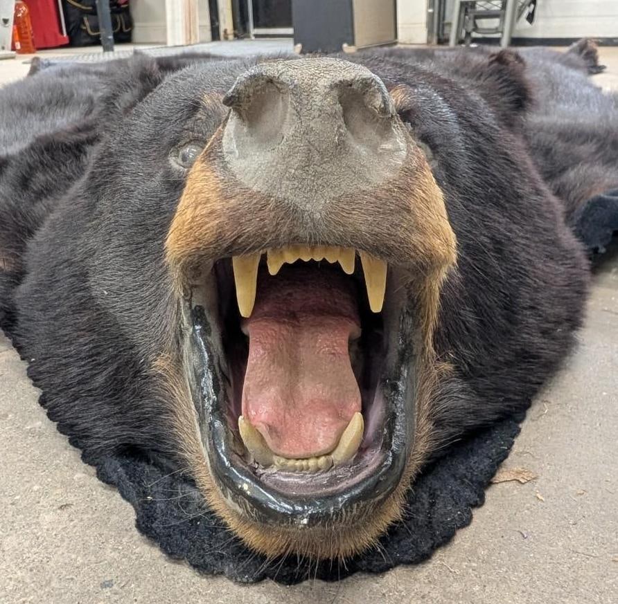 Black Bear Pelt - 10