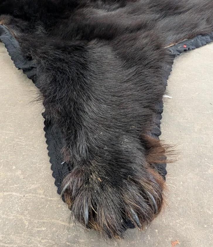 Black Bear Pelt - 11