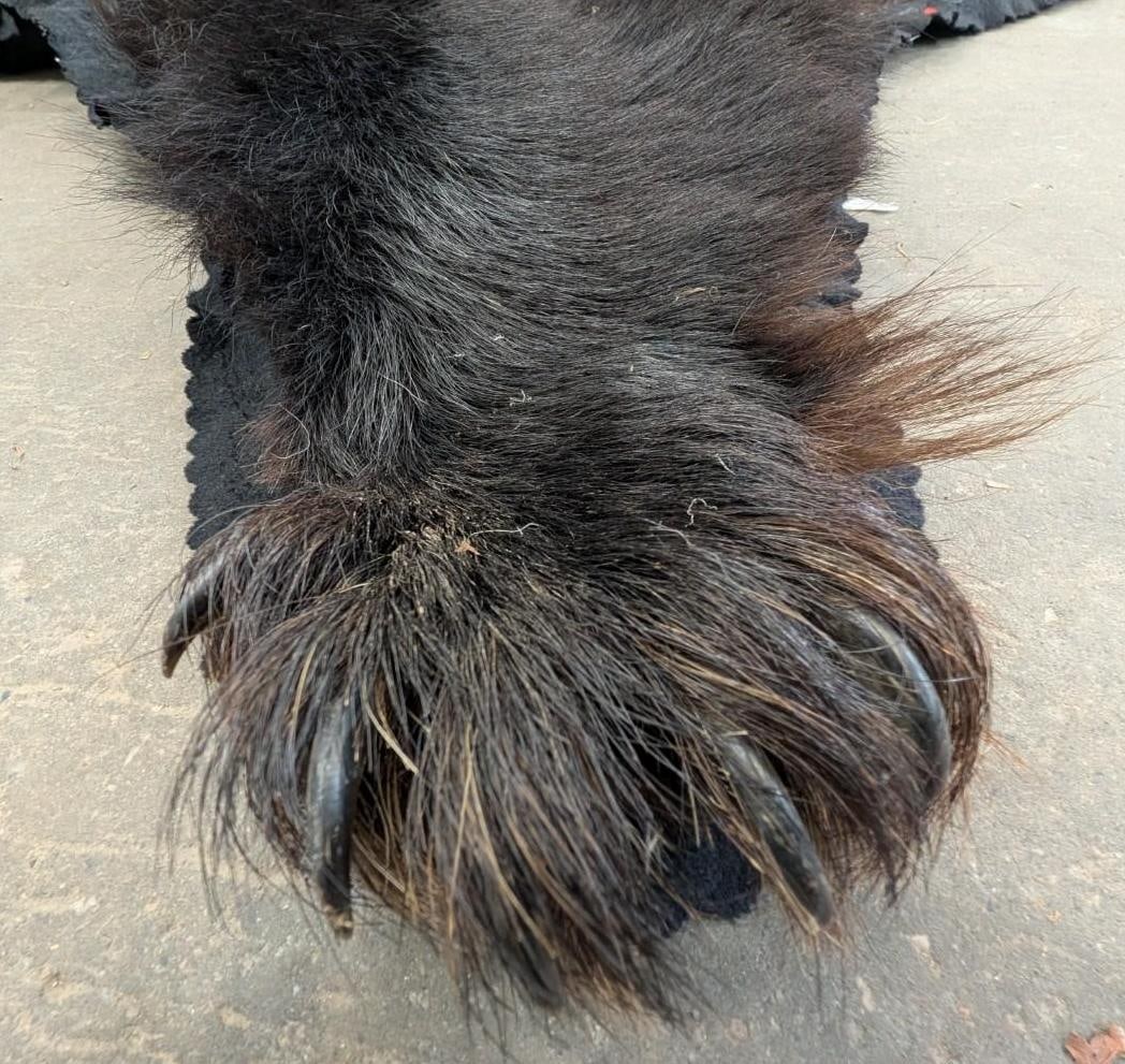 Black Bear Pelt - 12