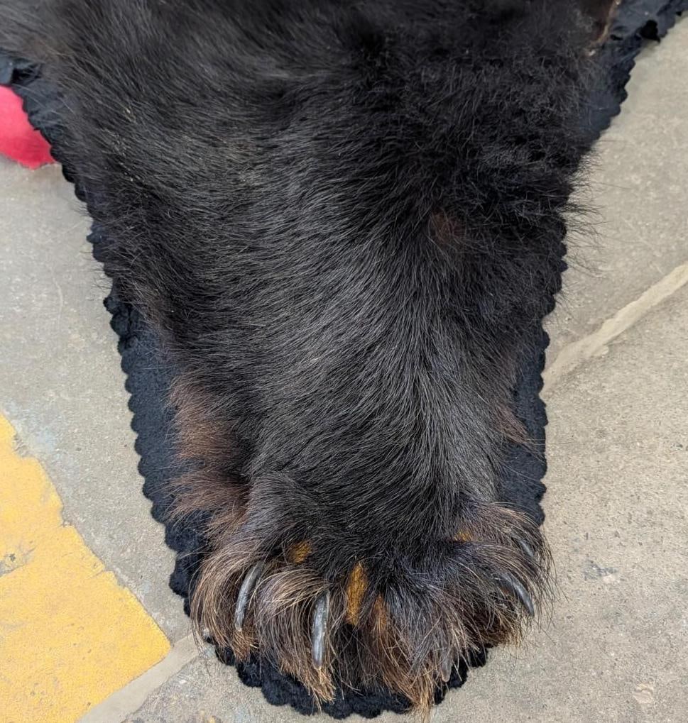 Black Bear Pelt - 13