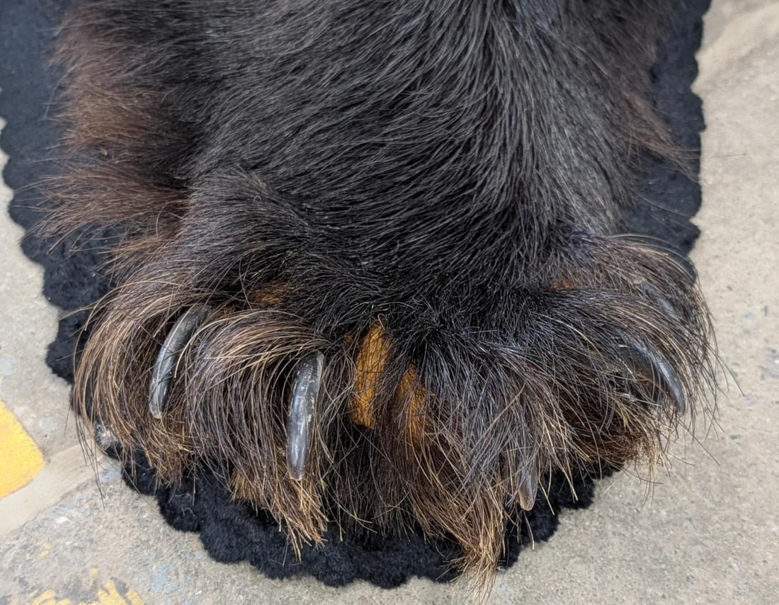 Black Bear Pelt - 14
