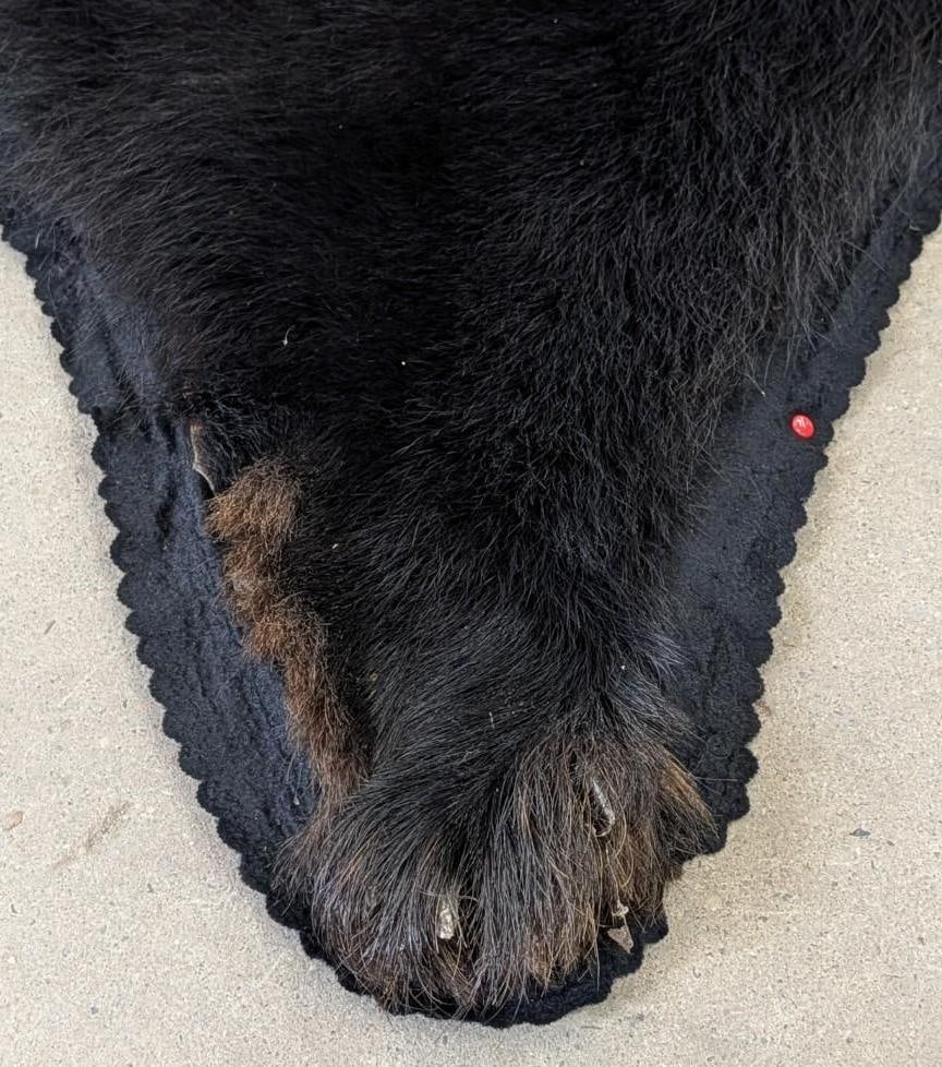 Black Bear Pelt - 15
