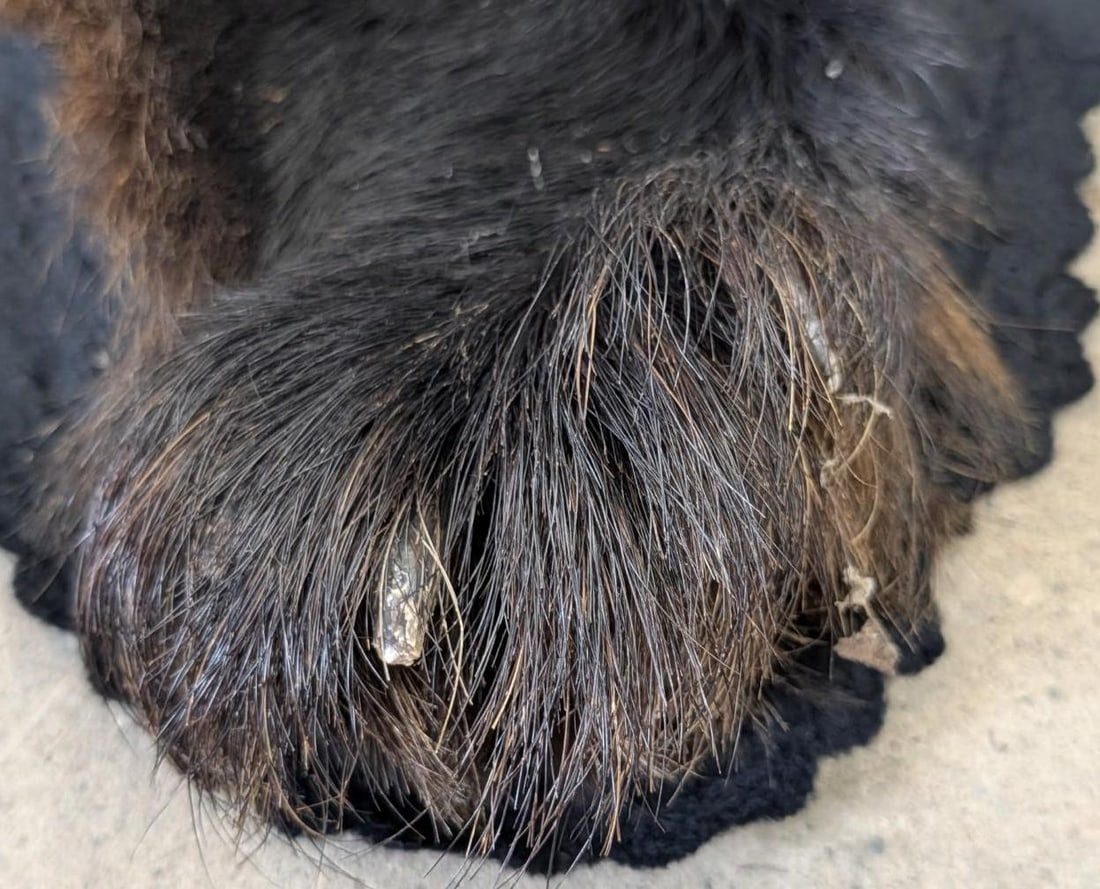 Black Bear Pelt - 16
