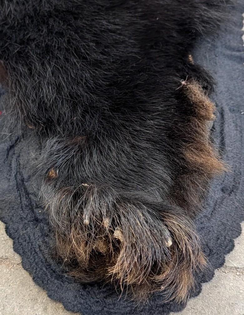 Black Bear Pelt - 17