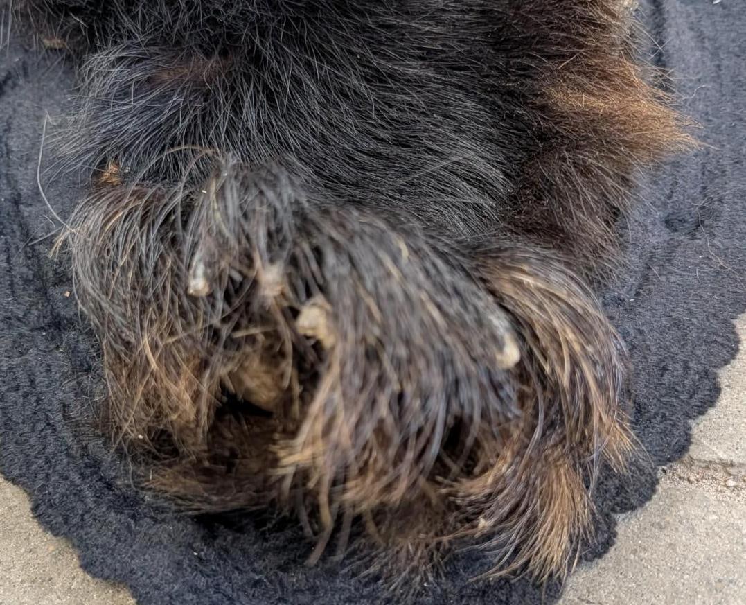 Black Bear Pelt - 18