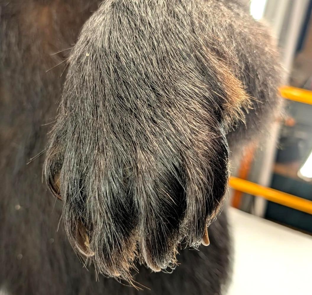 Black Bear Pelt - 19