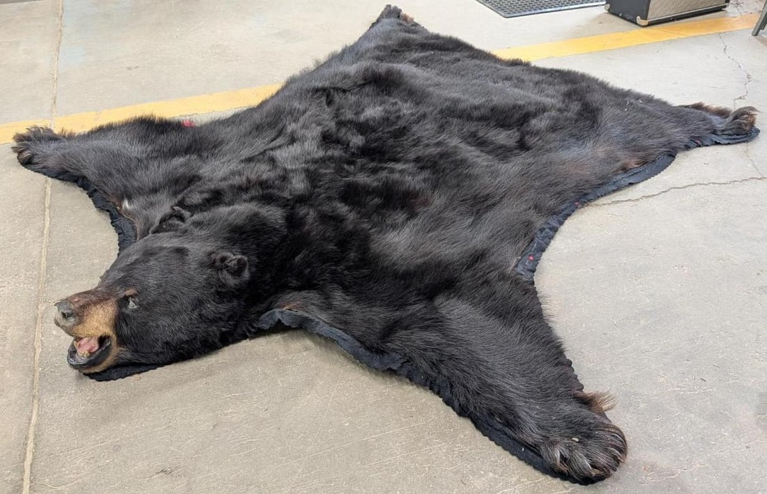 Black Bear Pelt: 80"L x 78"W, has all Bear claws, two small sections of fur loss