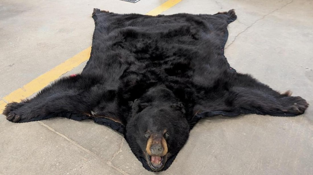 Black Bear Pelt - 2