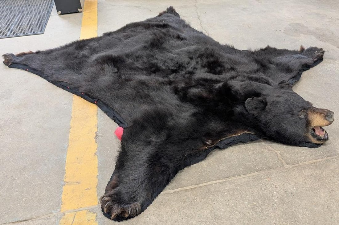 Black Bear Pelt - 3