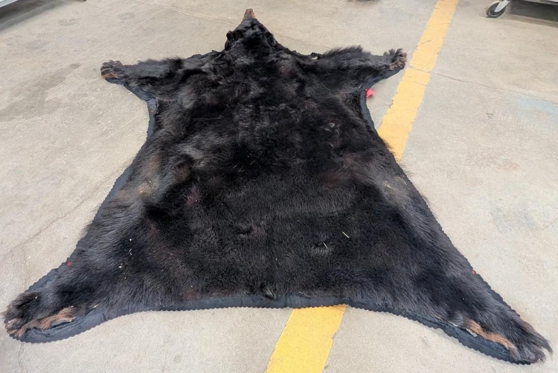 Black Bear Pelt - 4