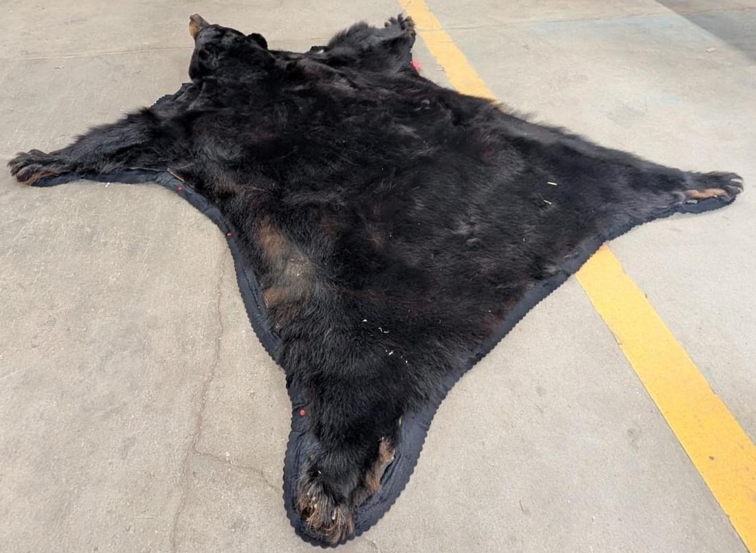 Black Bear Pelt - 5