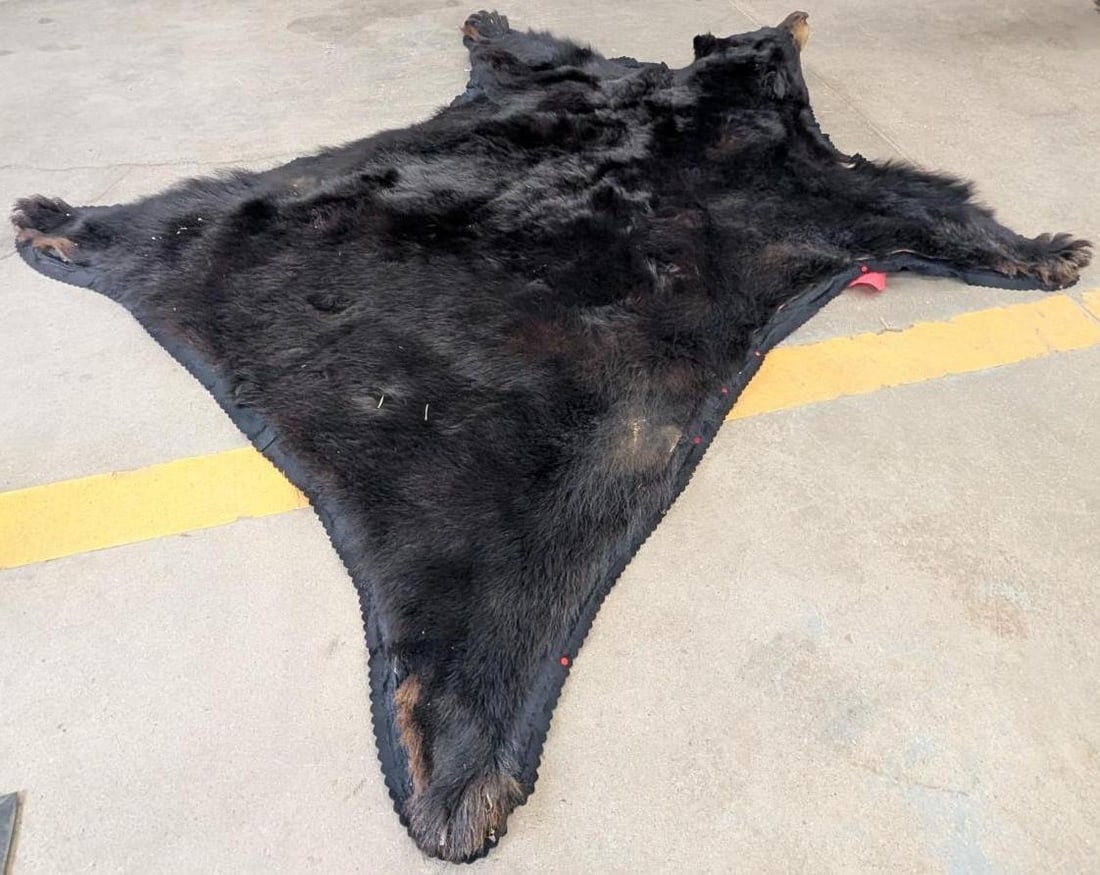 Black Bear Pelt - 6