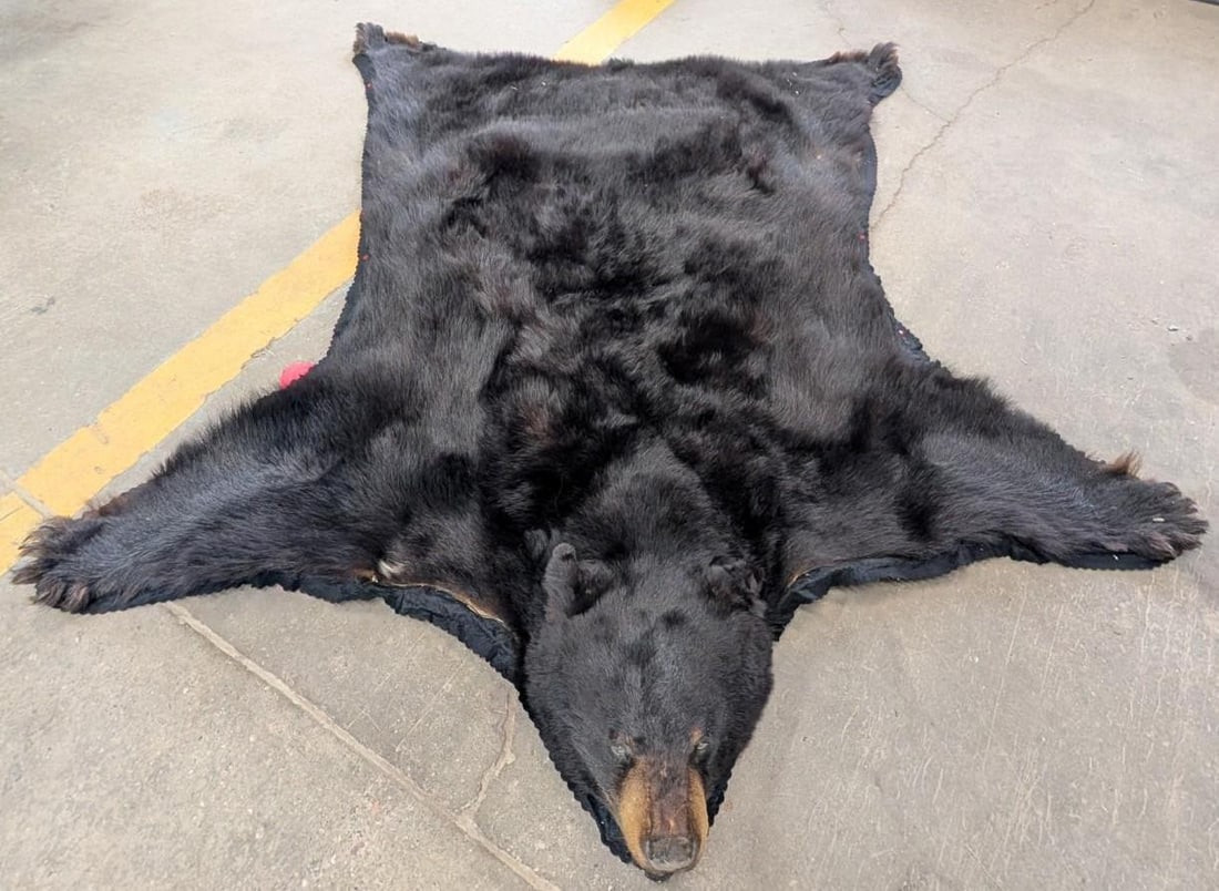 Black Bear Pelt - 7