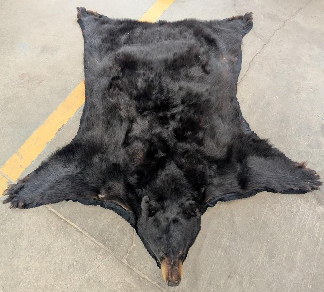 Black Bear Pelt - 8