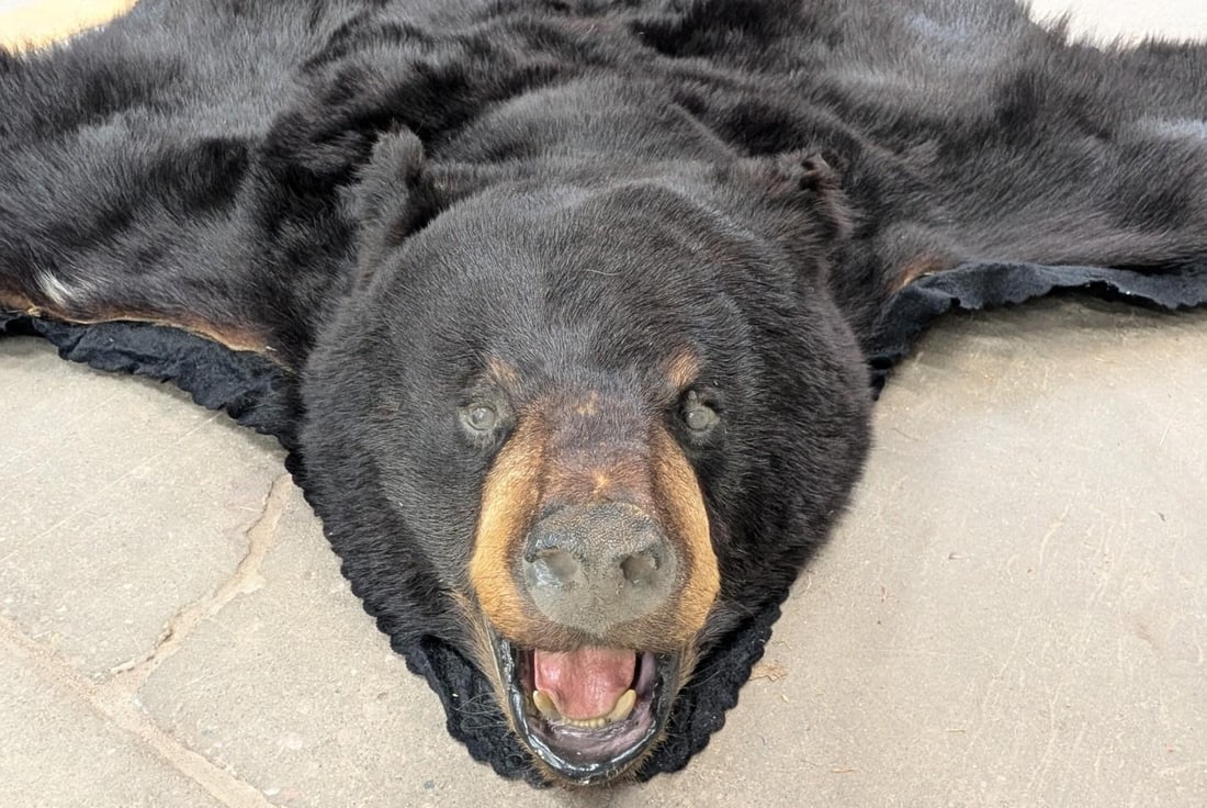 Black Bear Pelt - 9