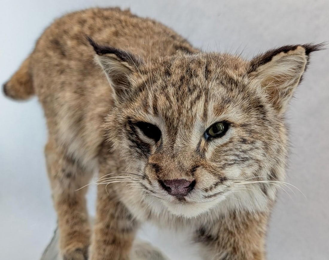 Bobcat Full Body Taxidermy Mount - 10