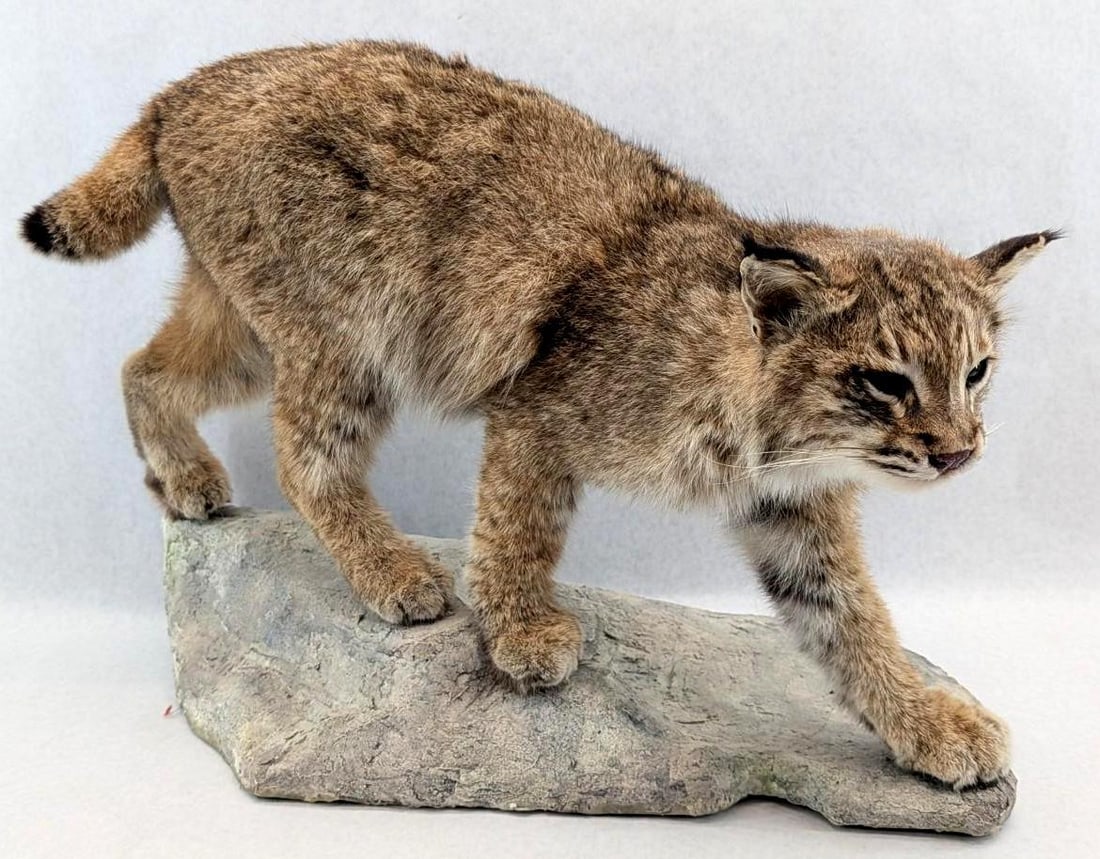 Bobcat Full Body Taxidermy Mount: Bobcat Full Body Taxidermy Mount
