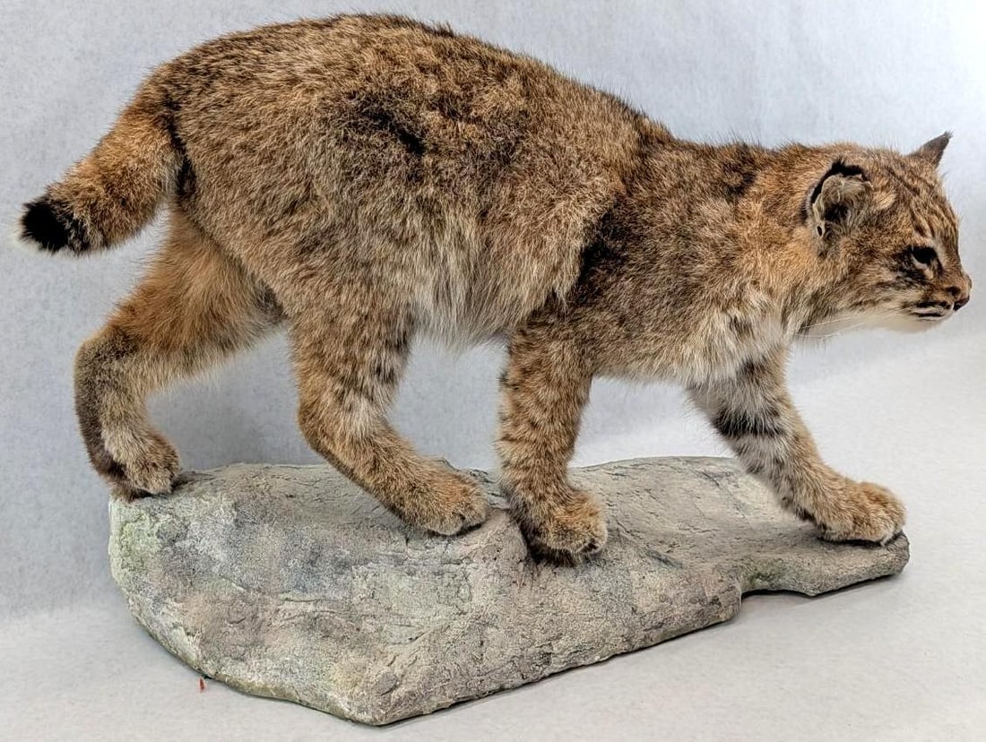 Bobcat Full Body Taxidermy Mount - 2
