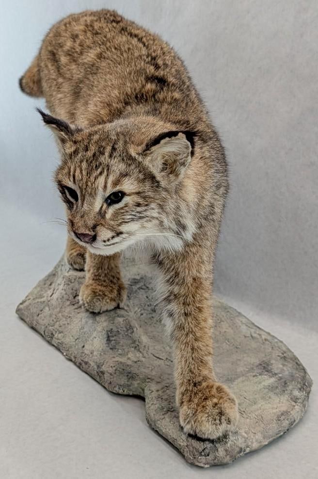 Bobcat Full Body Taxidermy Mount - 3