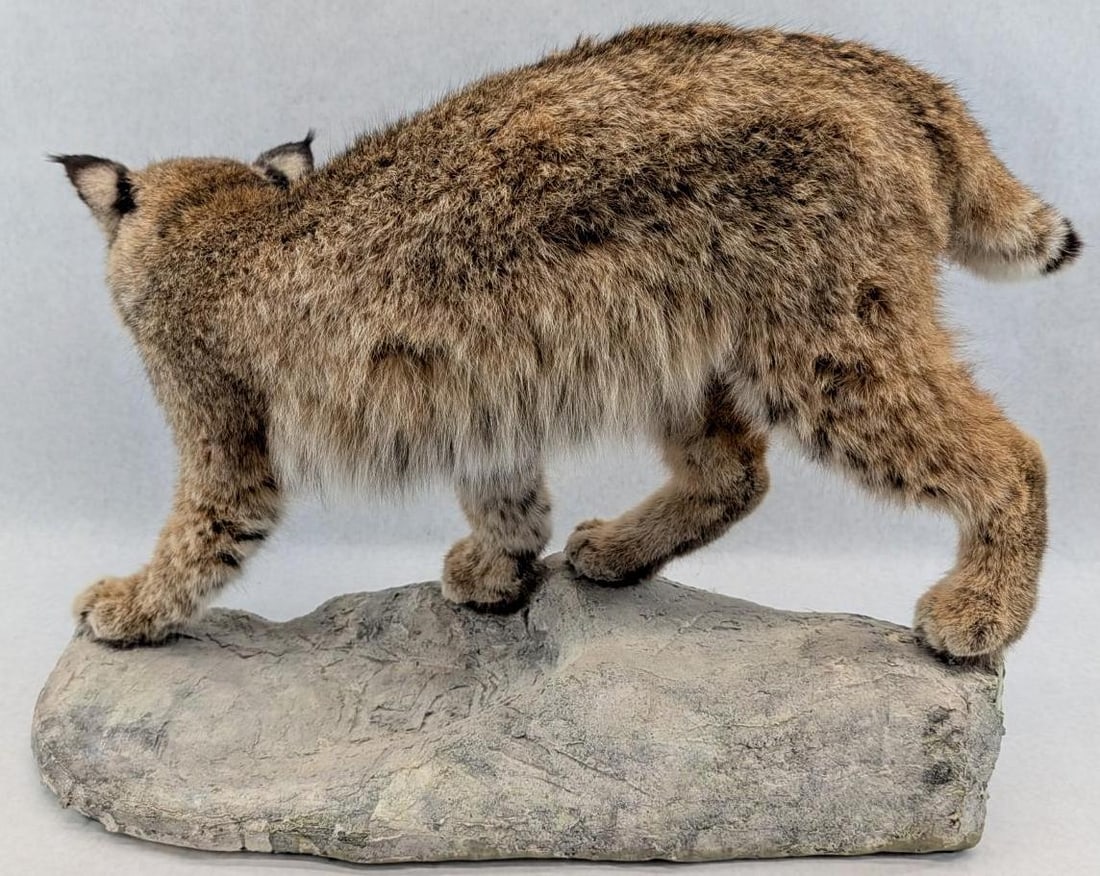 Bobcat Full Body Taxidermy Mount - 4
