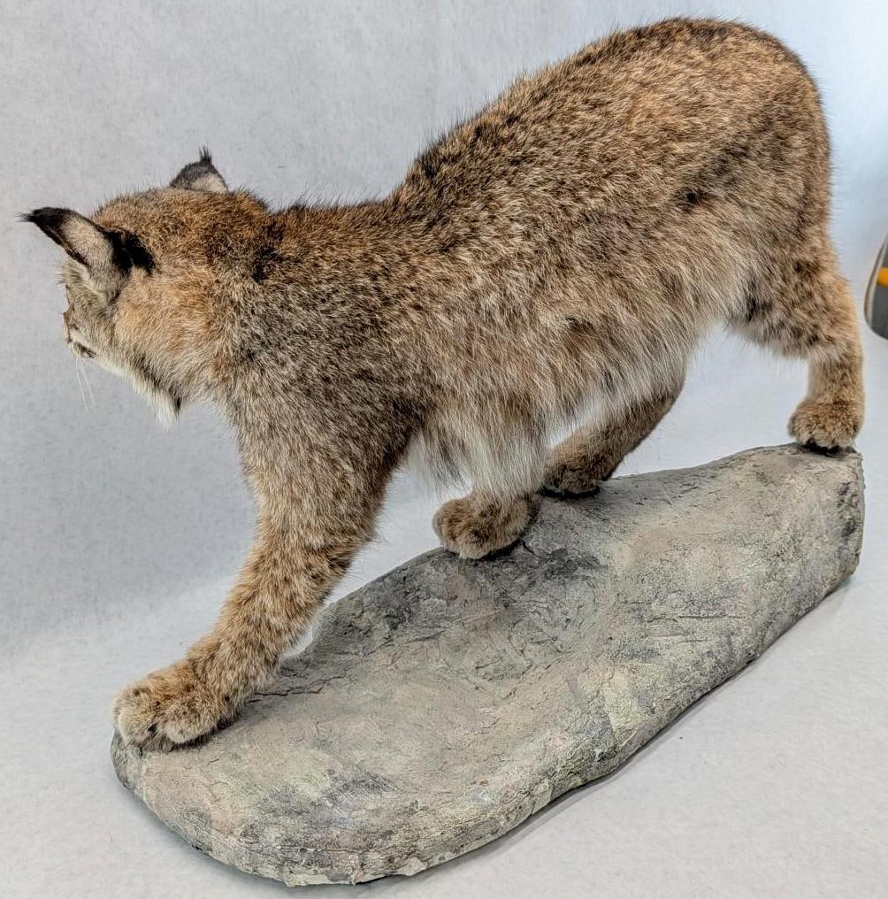 Bobcat Full Body Taxidermy Mount - 5