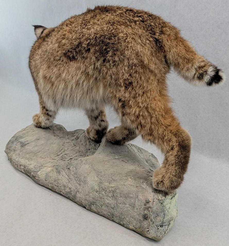 Bobcat Full Body Taxidermy Mount - 6