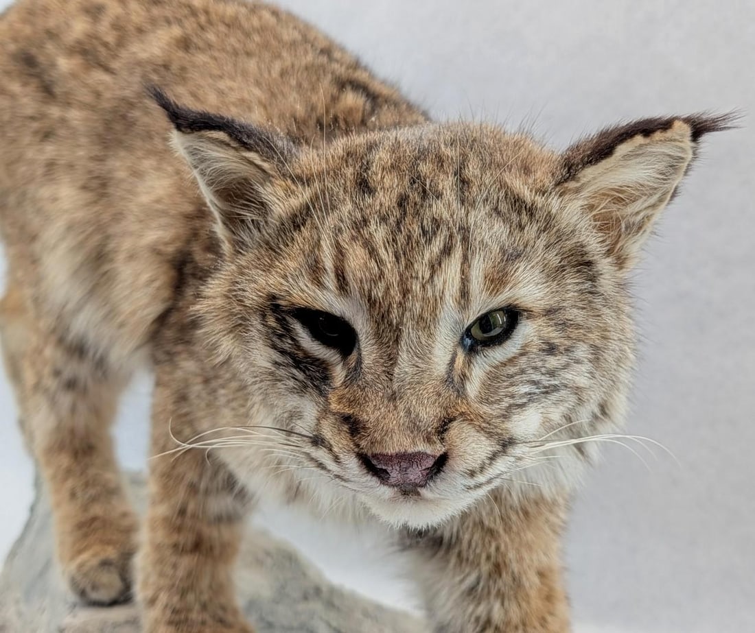 Bobcat Full Body Taxidermy Mount - 7