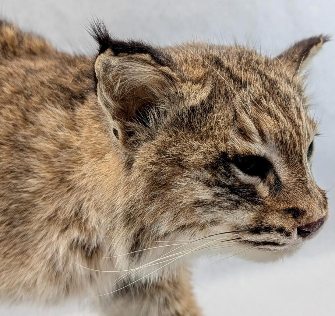 Bobcat Full Body Taxidermy Mount - 8