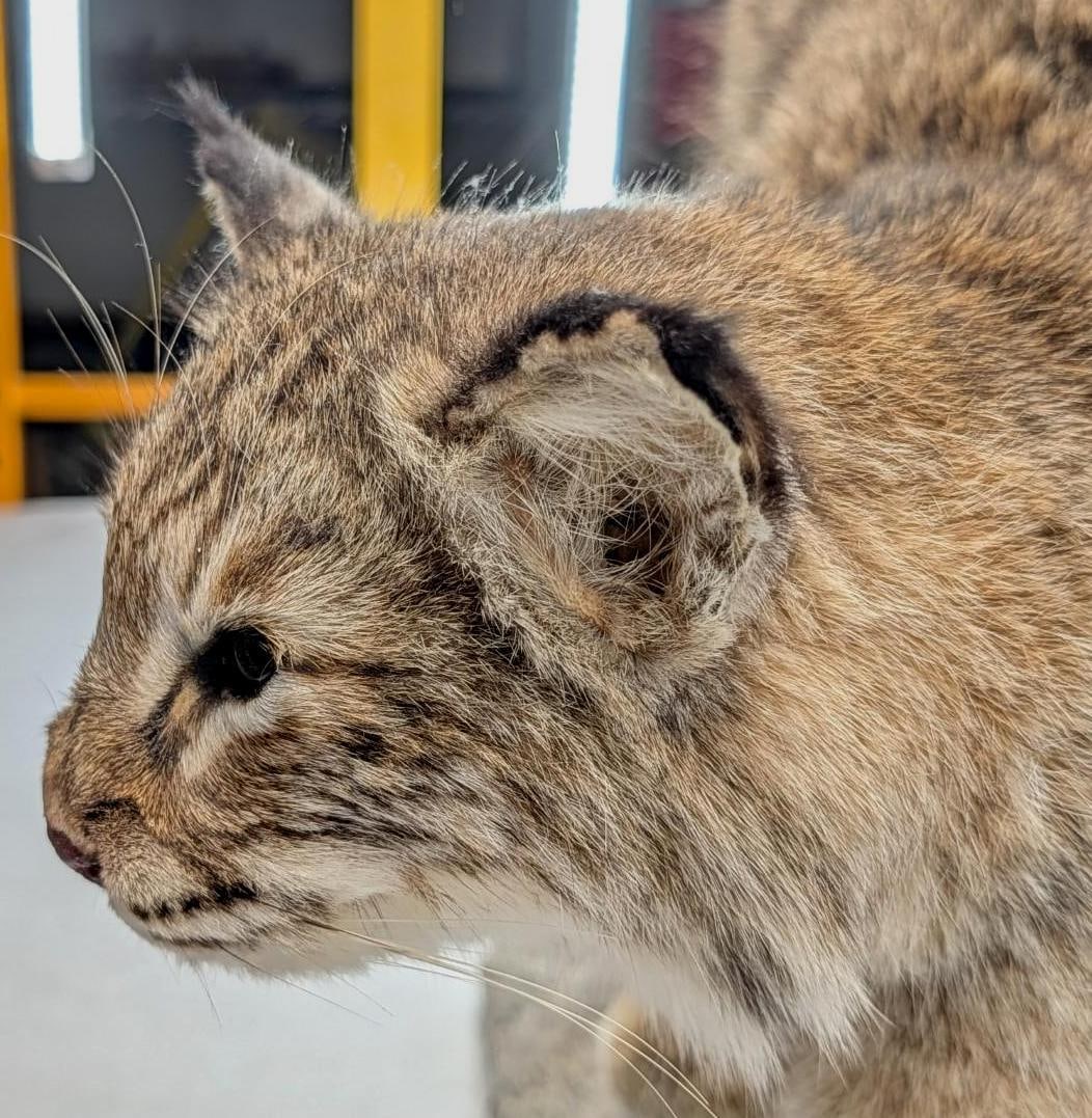 Bobcat Full Body Taxidermy Mount - 9