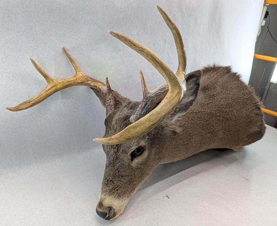 Eight Point White Tail Deer Mount (1 of 8)