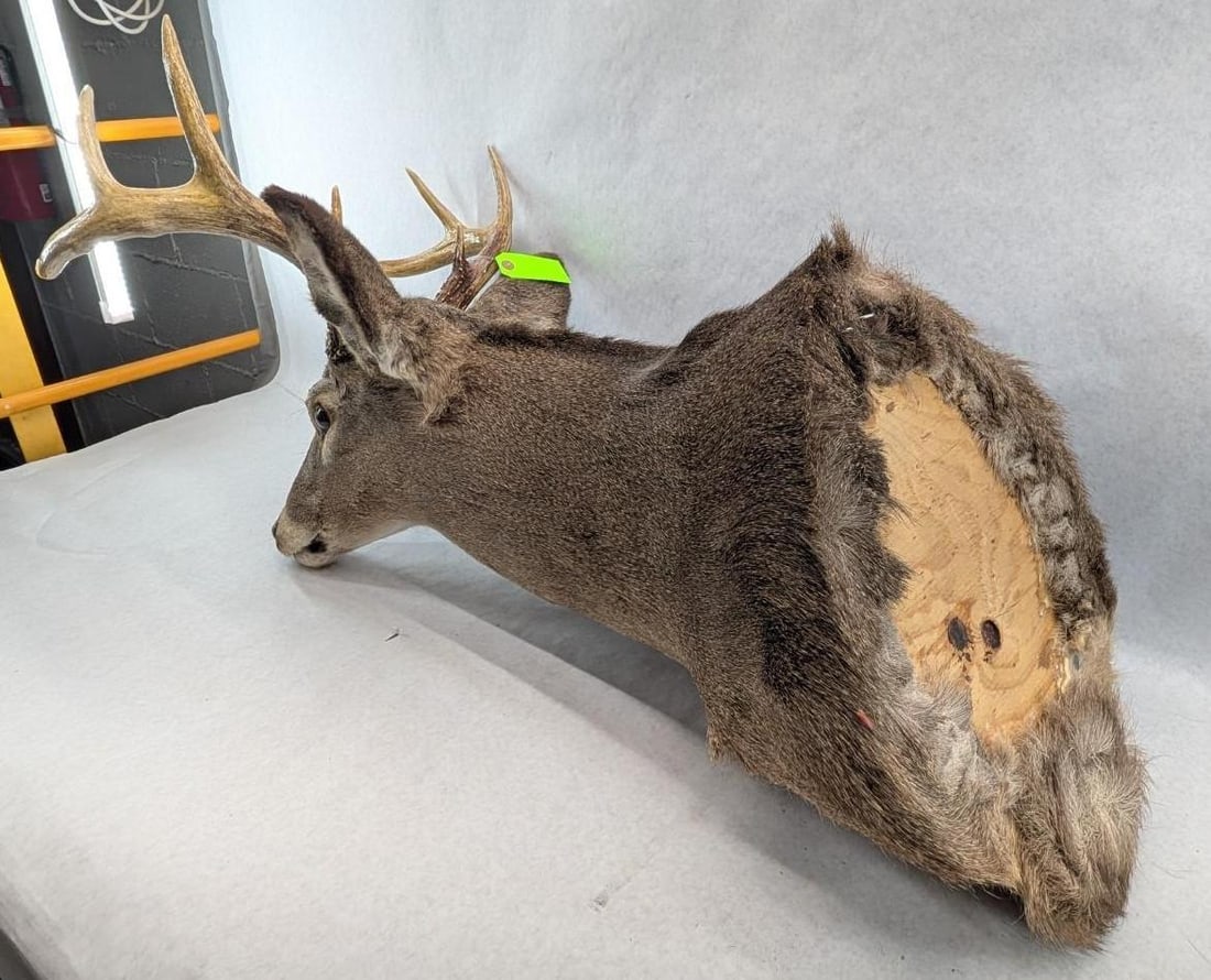 Eight Point White Tail Deer Mount - 2