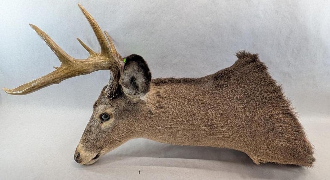 Eight Point White Tail Deer Mount - 3