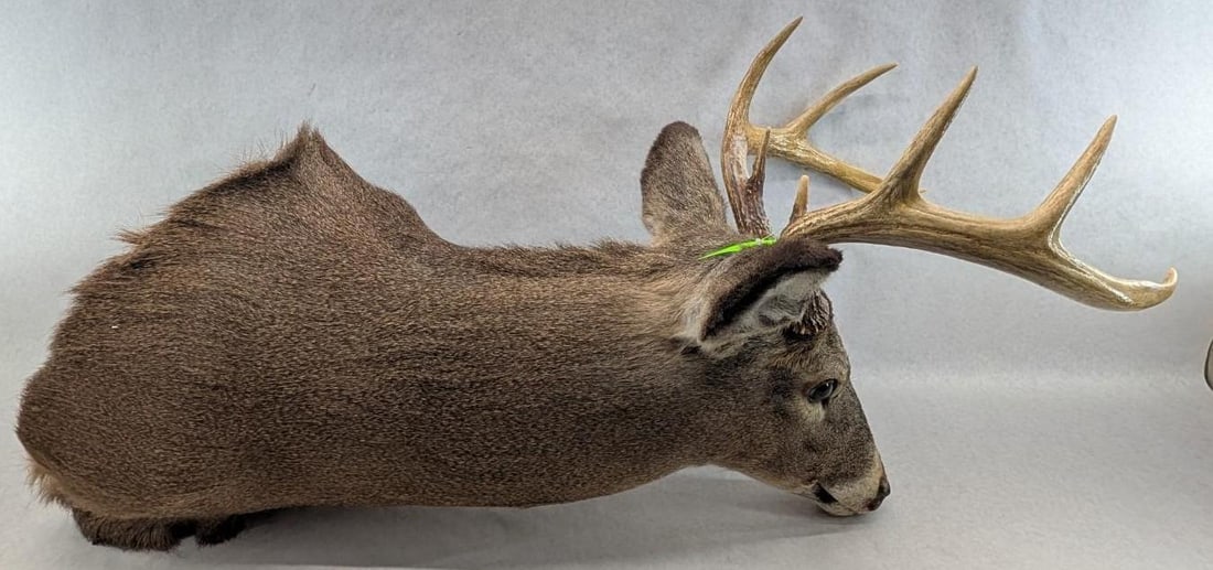 Eight Point White Tail Deer Mount - 4
